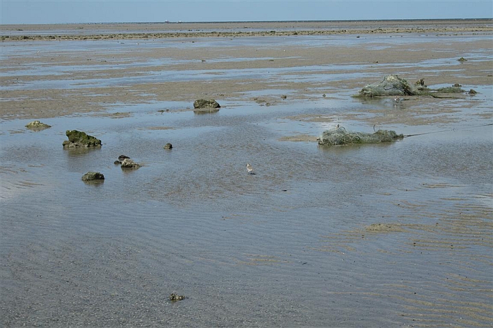 narara marine national park mangroves low tide